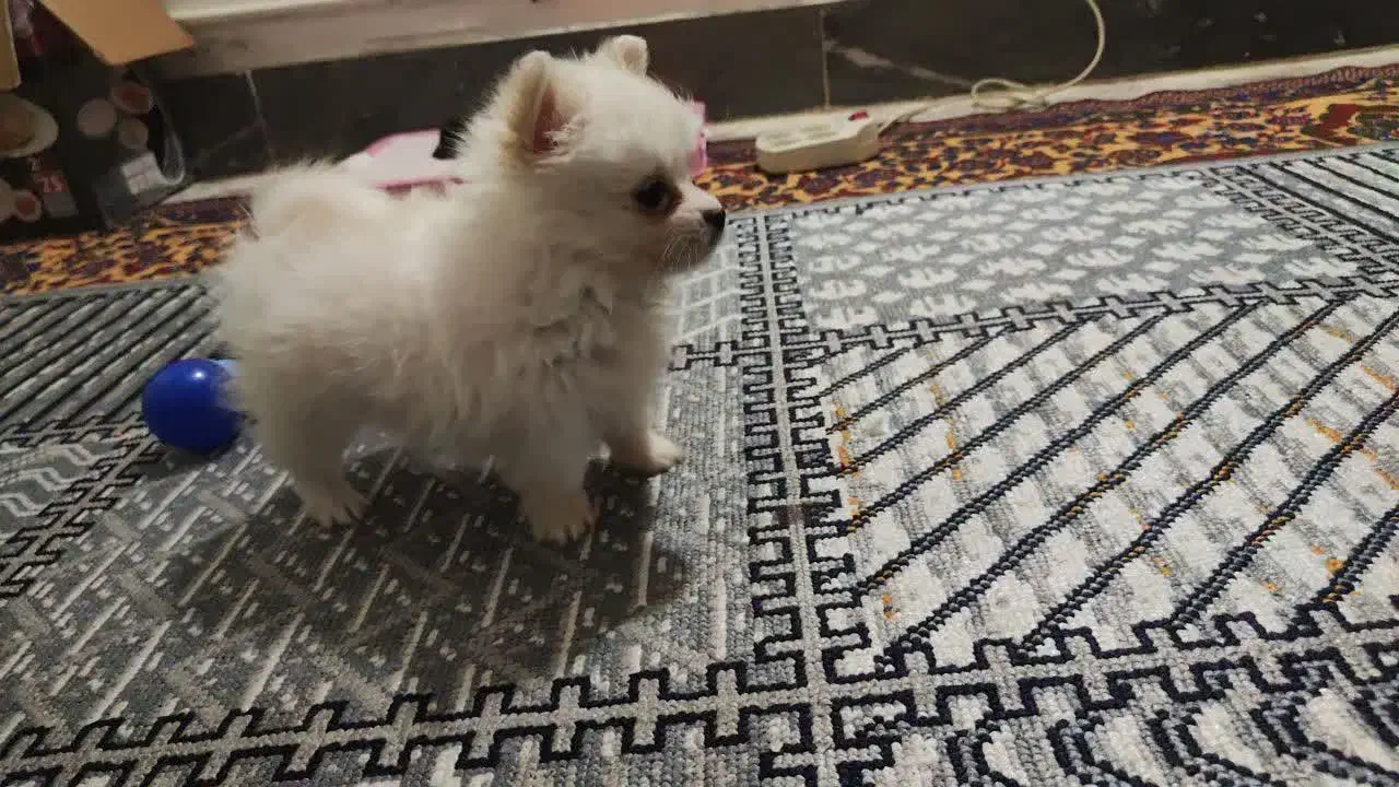 پامر خرسی بازیگوش|سگ|تهران, حر|دیوار