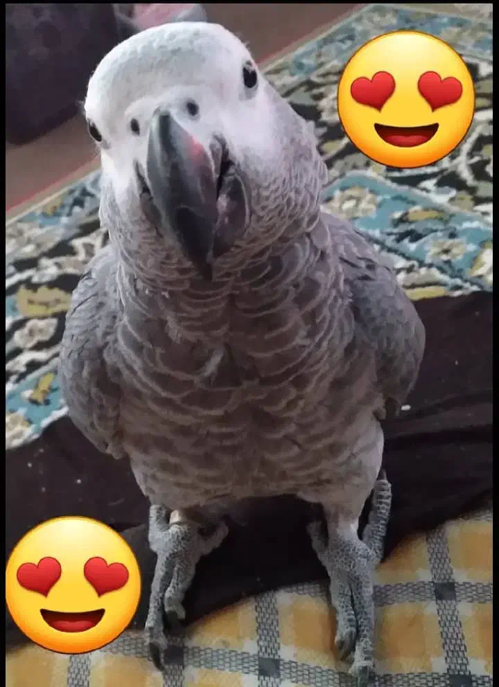 کاسکو دم قرمز  ۴ساله|پرنده|تنکابن, |دیوار