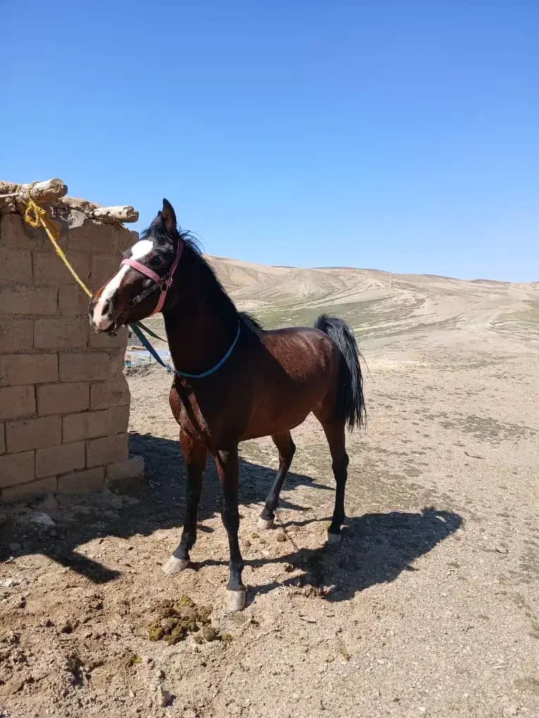 اسب|اسب و تجهیزات اسب‌سواری|چنگ الماسی, |دیوار