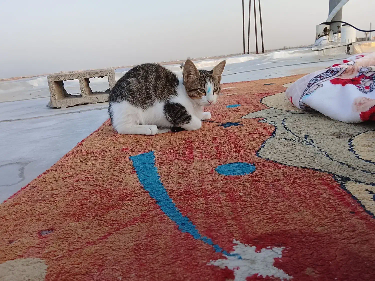 گمشده|گربه|بندر گناوه, |دیوار