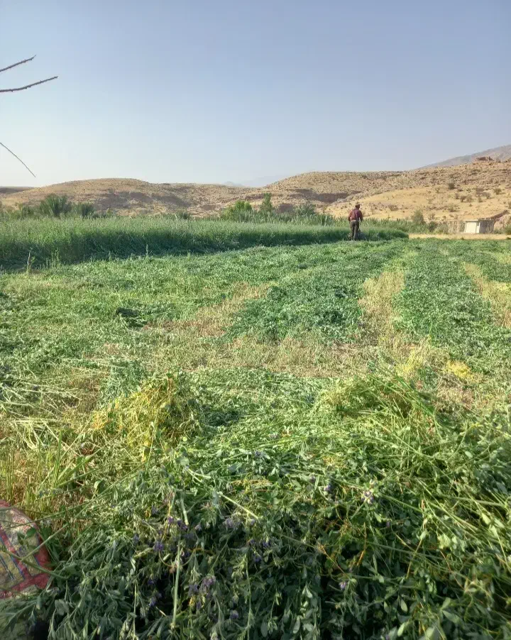 بذر یونجه مائوپا|گل و گیاه طبیعی|جره و بالاده, |دیوار