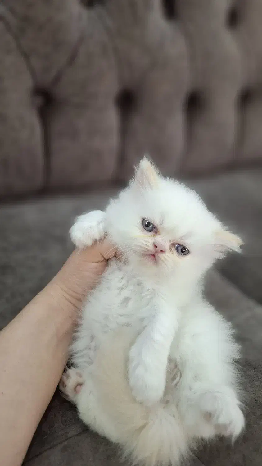 گربه پرشین|گربه|رشت, اسماعیل آباد|دیوار