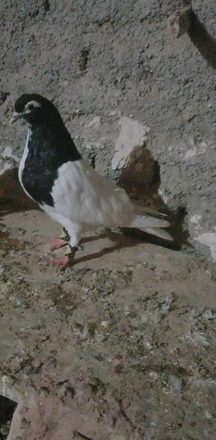 پاکوتاه|پرنده|رضویه, |دیوار