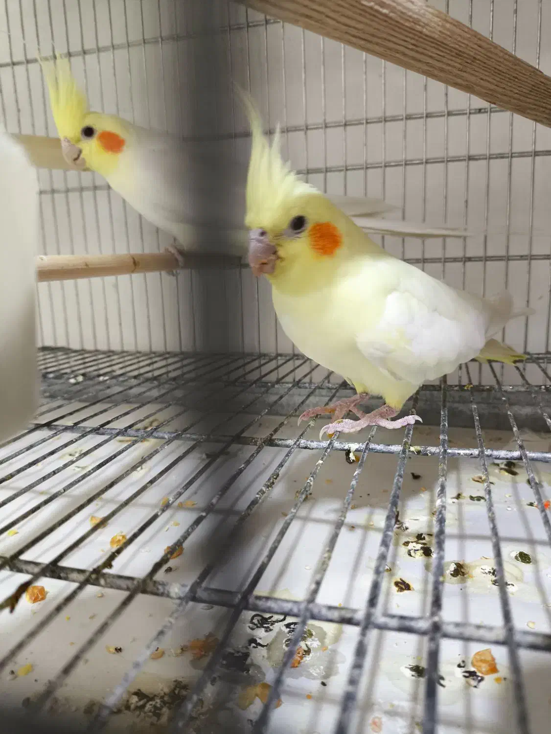 عروس هلندی جفت مولد تضمینی جفت خوب|پرنده|رزن, |دیوار