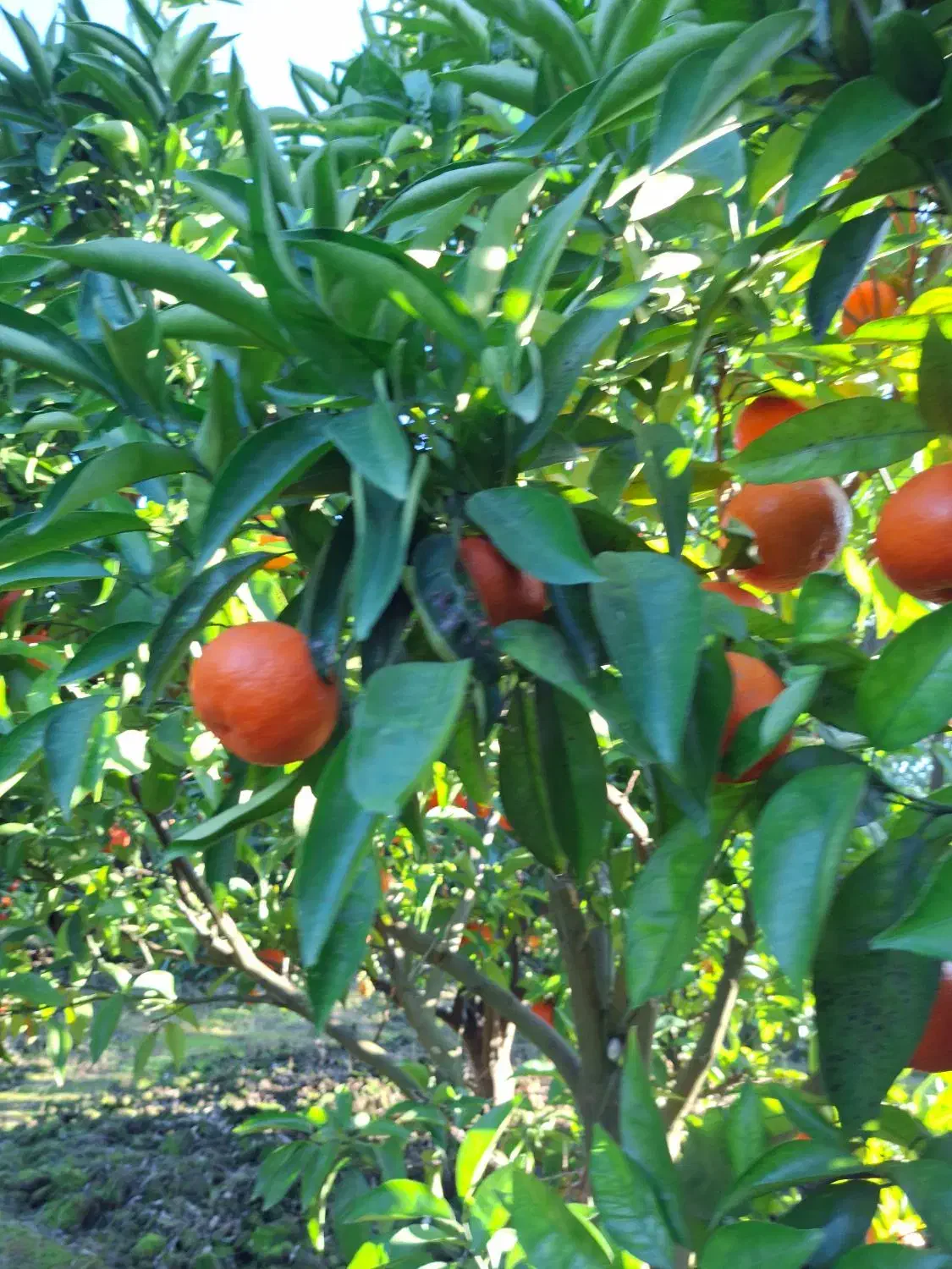 پرتغال تامسون سر باغ برگ چین|عمده‌فروشی|بهنمیر, |دیوار