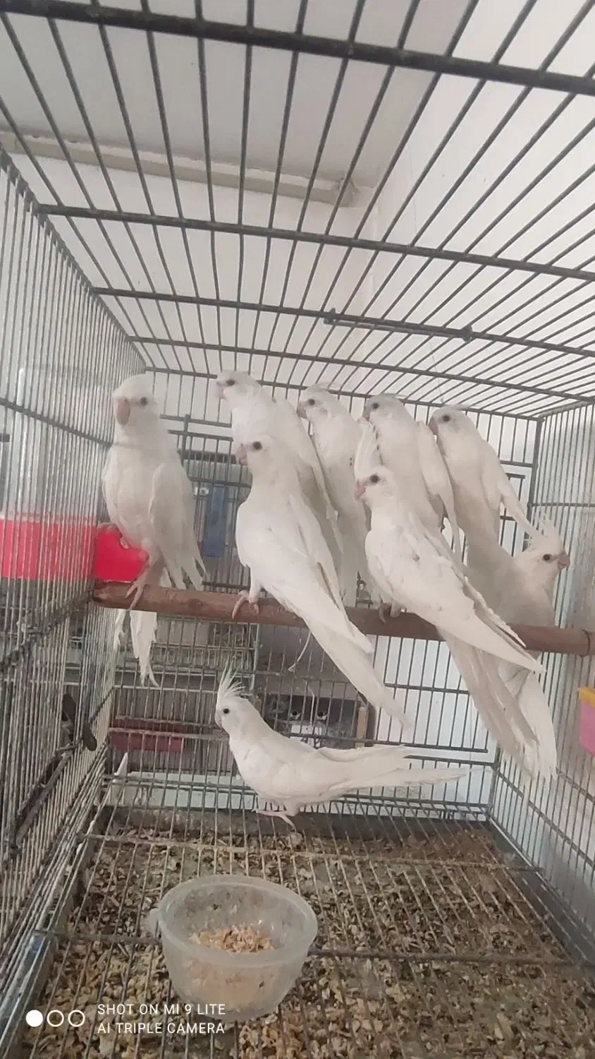 طوطی عروس البینو چشم قرمز|پرنده|کاشان, شهرک امیرالمومنین|دیوار