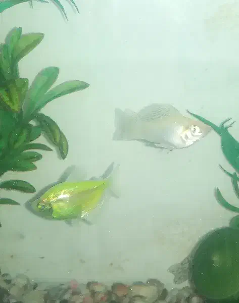 ماهی آکواریوم|ماهی|محمدشهر, محمدشهر|دیوار