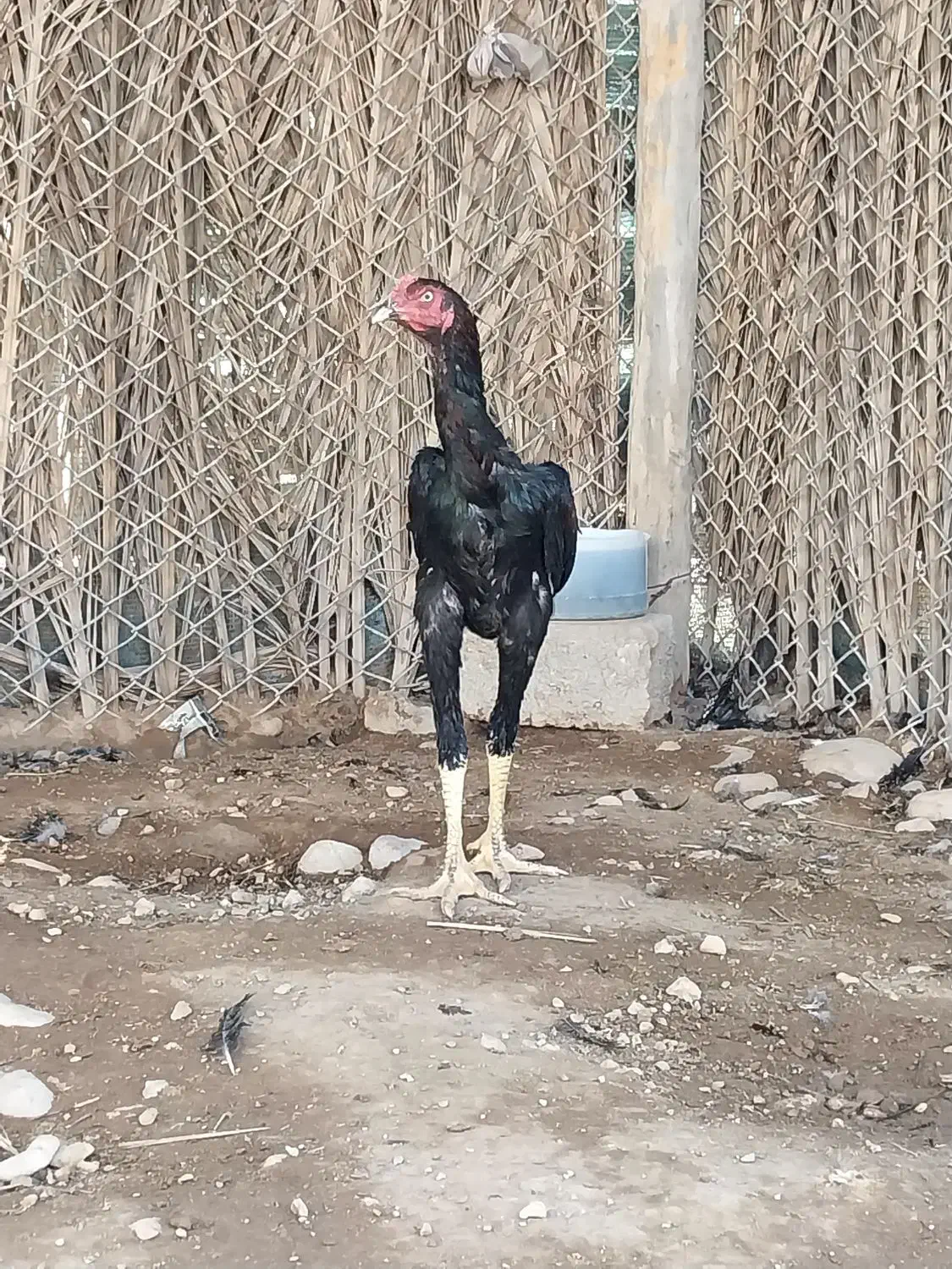 خروس لاری|حیوانات مزرعه|علامرودشت, |دیوار