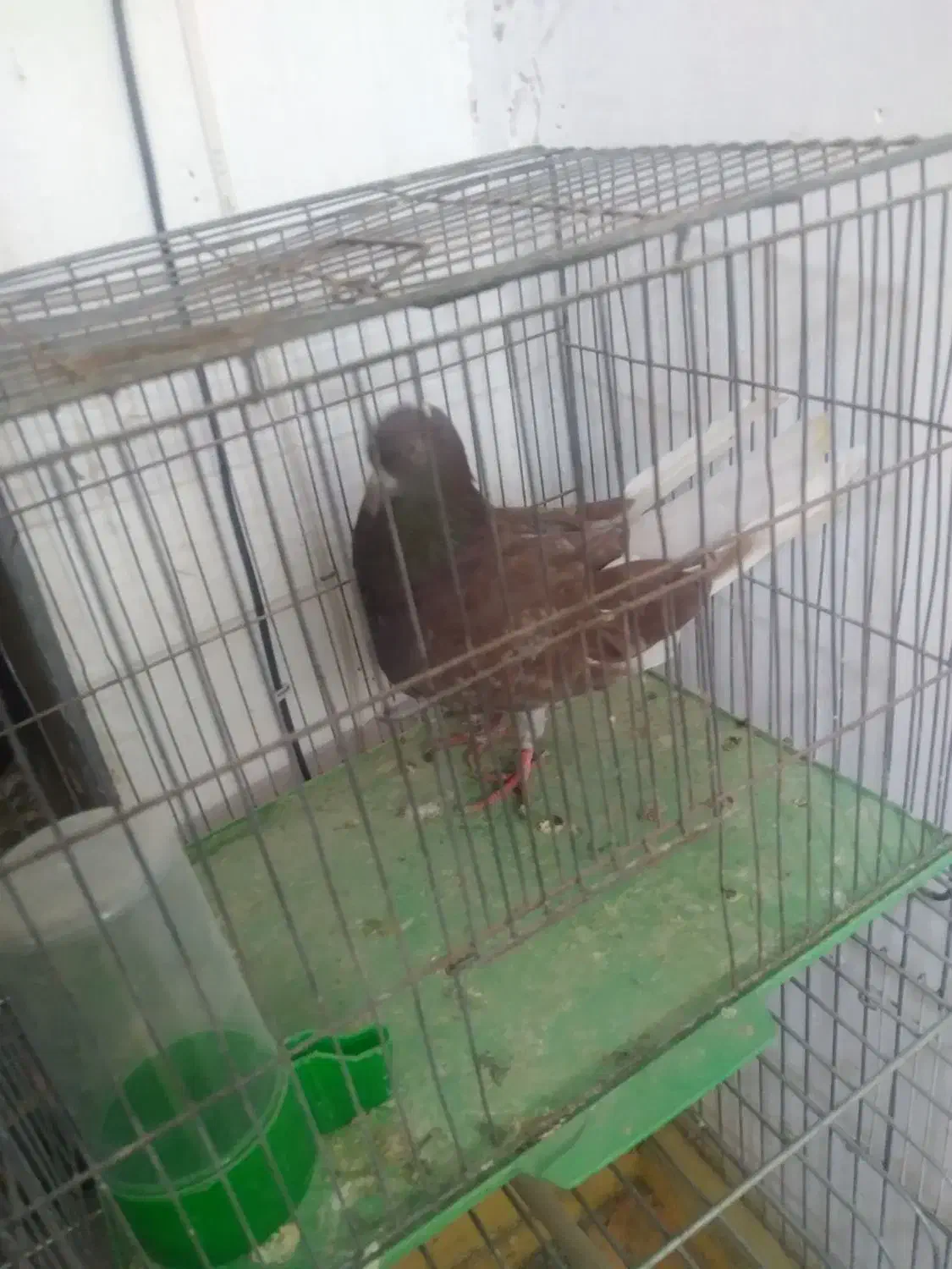 نر سرخ اسطوره|پرنده|قم, پامنار|دیوار