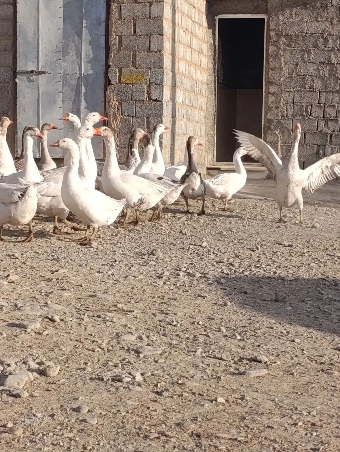 غاز محلی|حیوانات مزرعه|لاجان, |دیوار