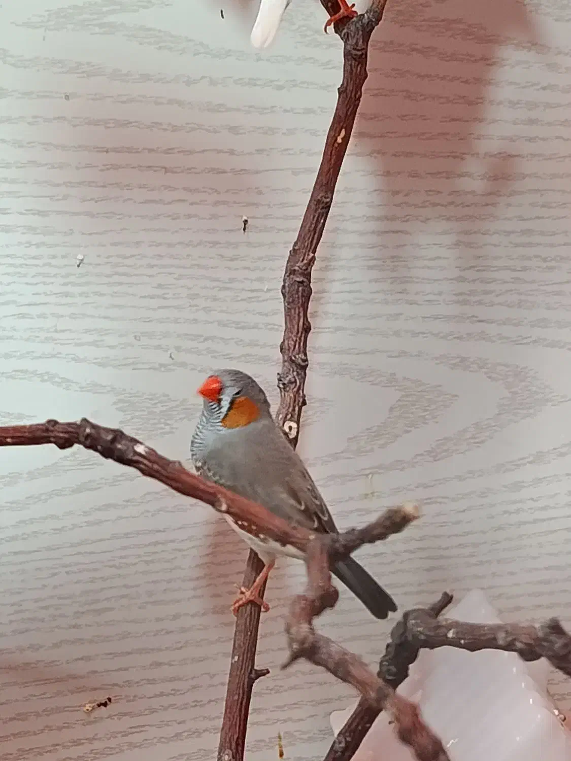 تعدادی فنج زیرا رنگ خاص|پرنده|کرمان, |دیوار