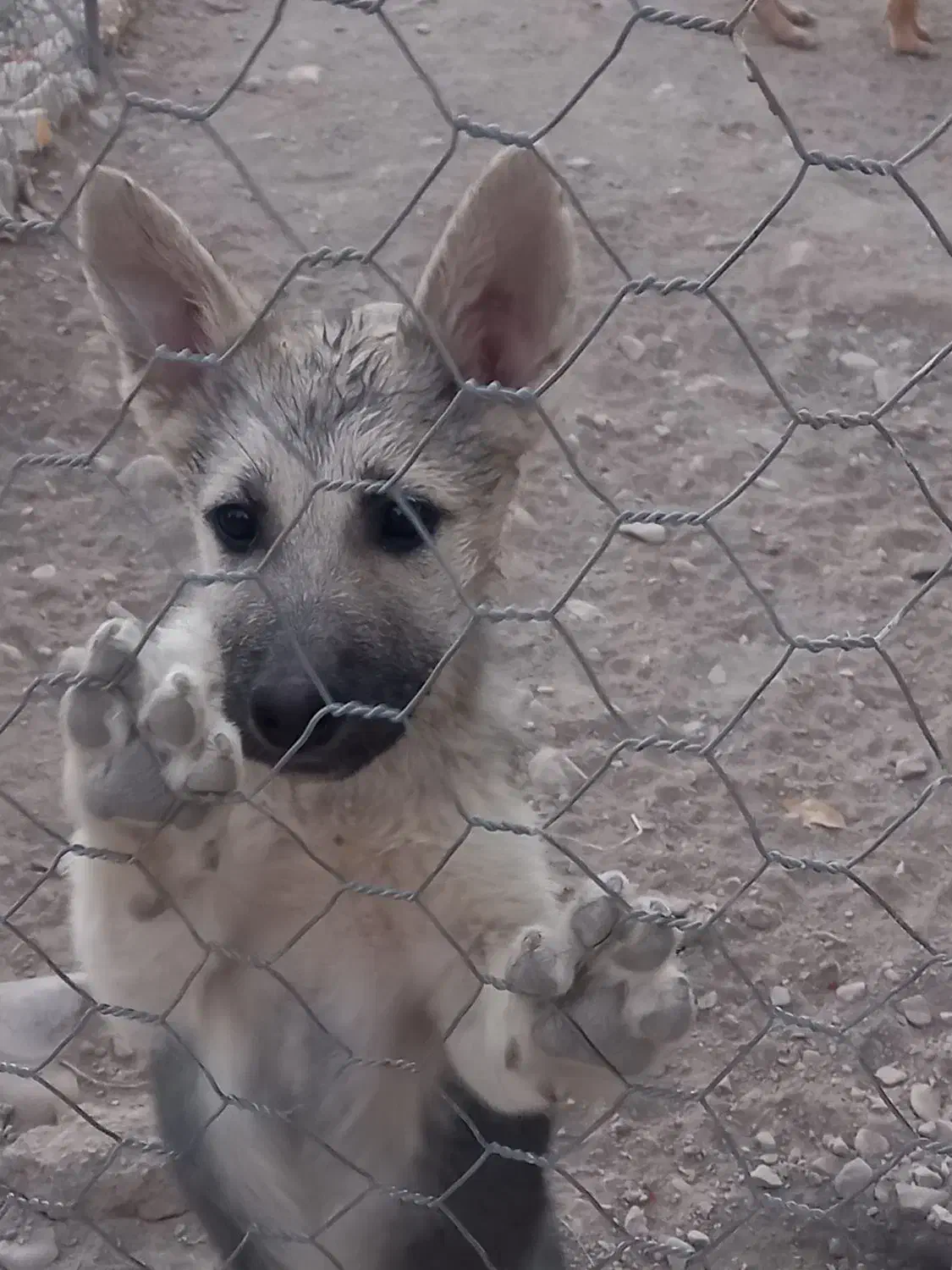 توله ژرمن هاسکی نگبان عالی|سگ|فیروزکوه, |دیوار