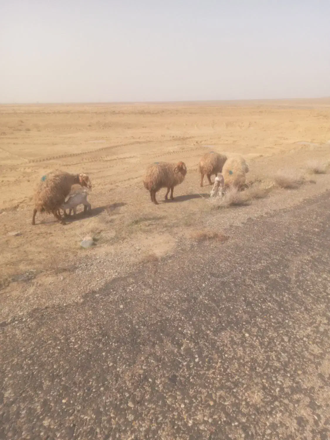 دام|حیوانات مزرعه|صفی آباد, |دیوار