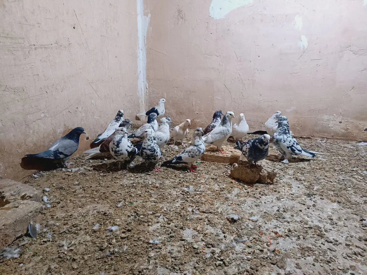 کفتر غریب گیری همه عالی شب گیر|پرنده|چهاردانگه (تهران), |دیوار