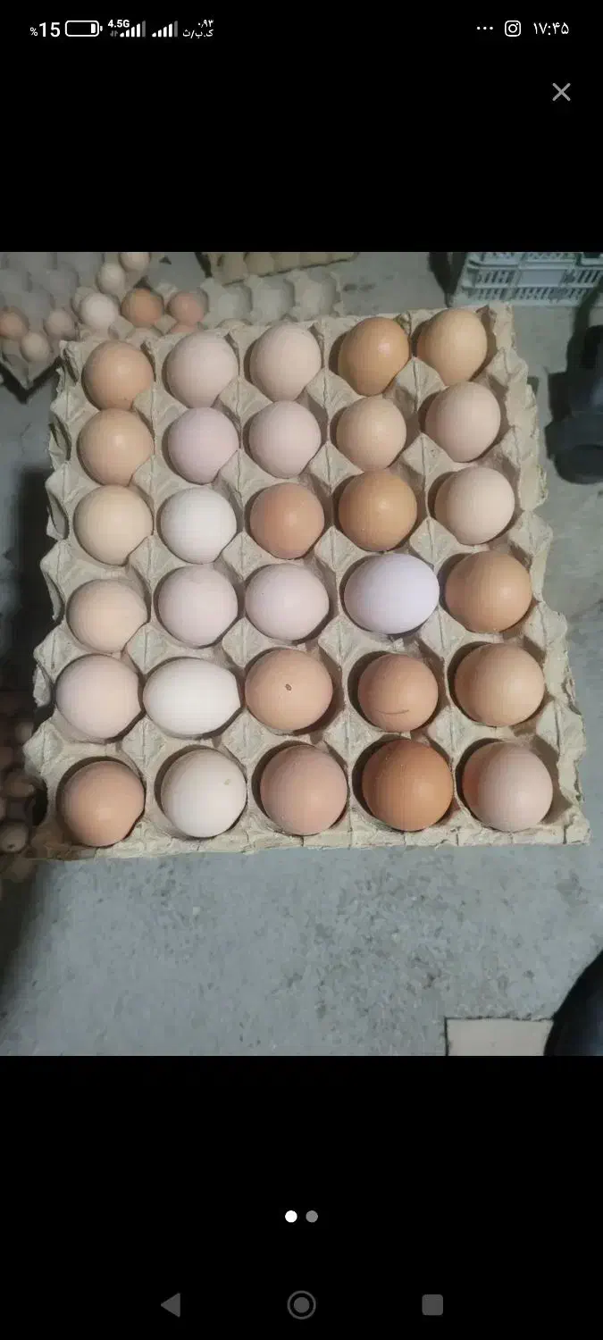 تخم مرغ بومی و محلی|حیوانات مزرعه|برزک, |دیوار