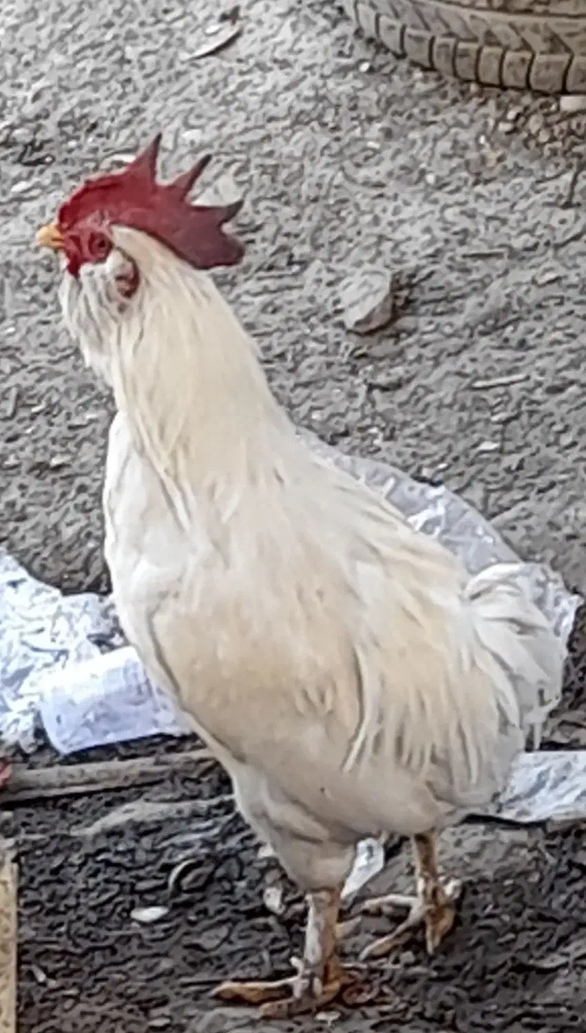 خروس ریشو|حیوانات مزرعه|مسجد سلیمان, |دیوار