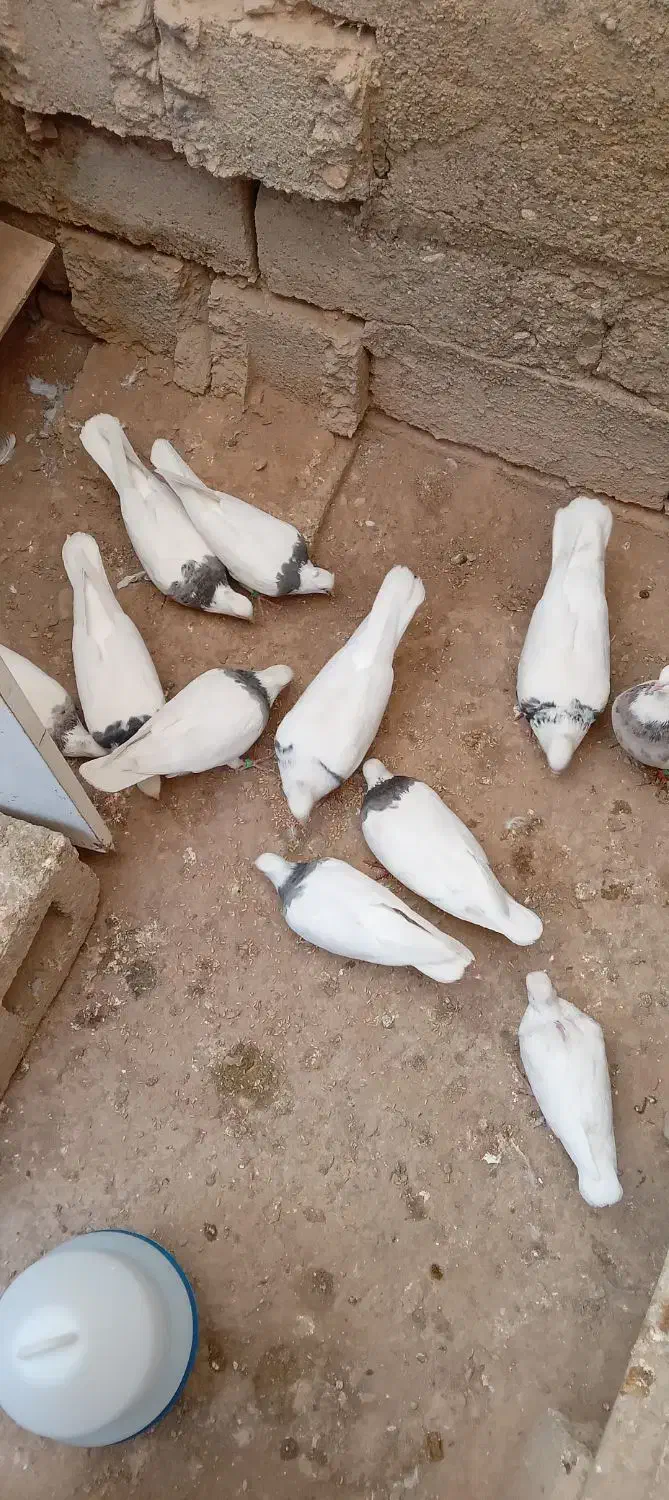 کبوتر طوقی|پرنده|سقز, |دیوار