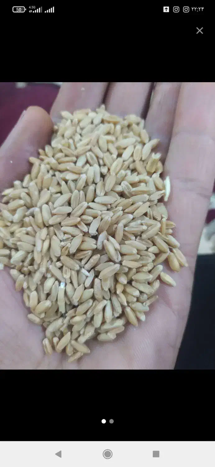 گندم سفید درجه یک آذر 2وگندم ابی 3چهار تن|خدمات باغبانی و درختکاری|کوهدشت, |دیوار