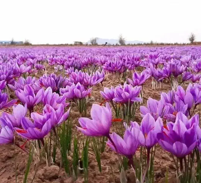 زعفران سرگل پوشال|خوردنی و آشامیدنی|تهران, دانشگاه شریف|دیوار