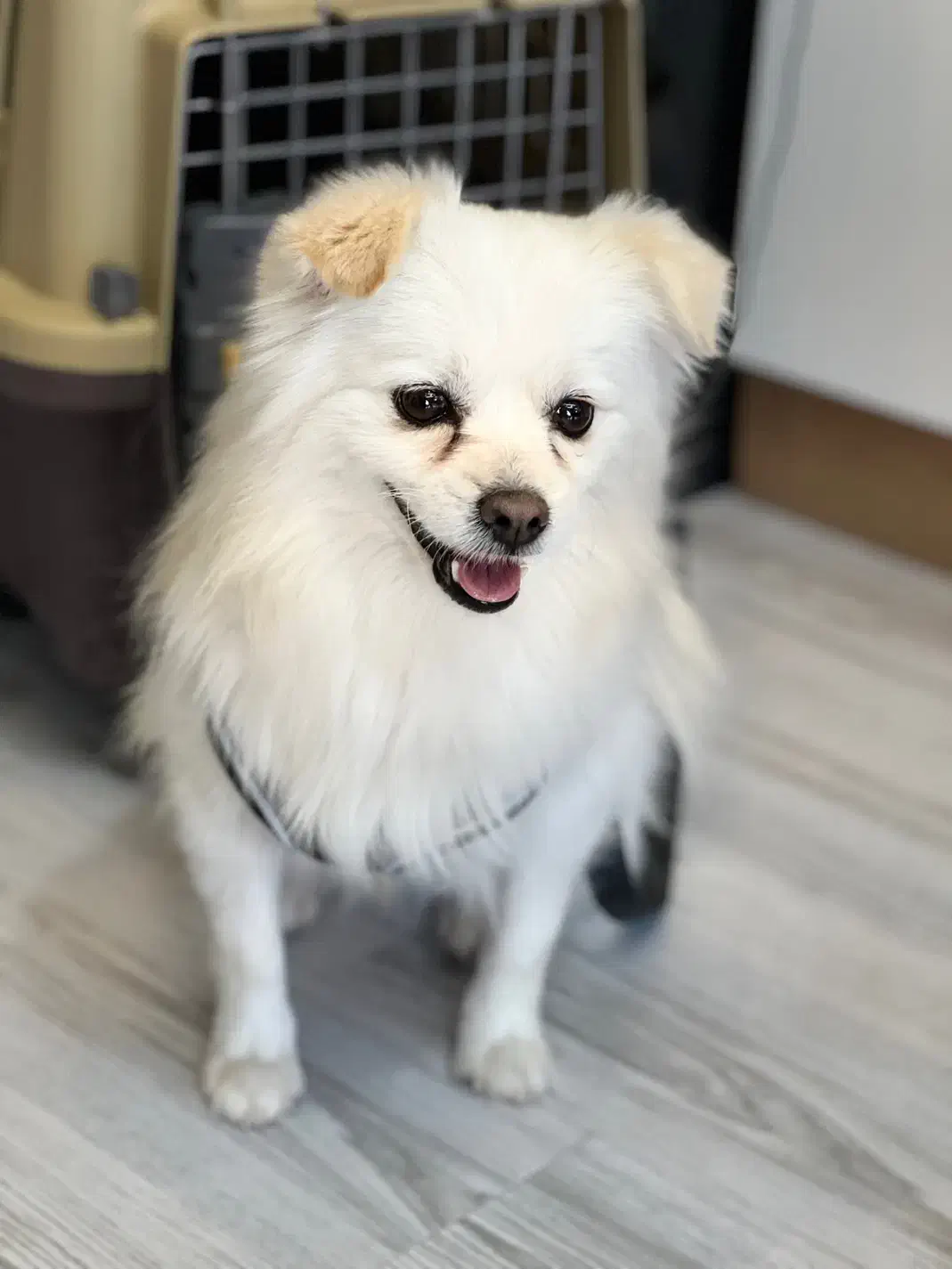 واگذاری سگ پامرانین|سگ|صدرا-فارس, فاز ۱|دیوار