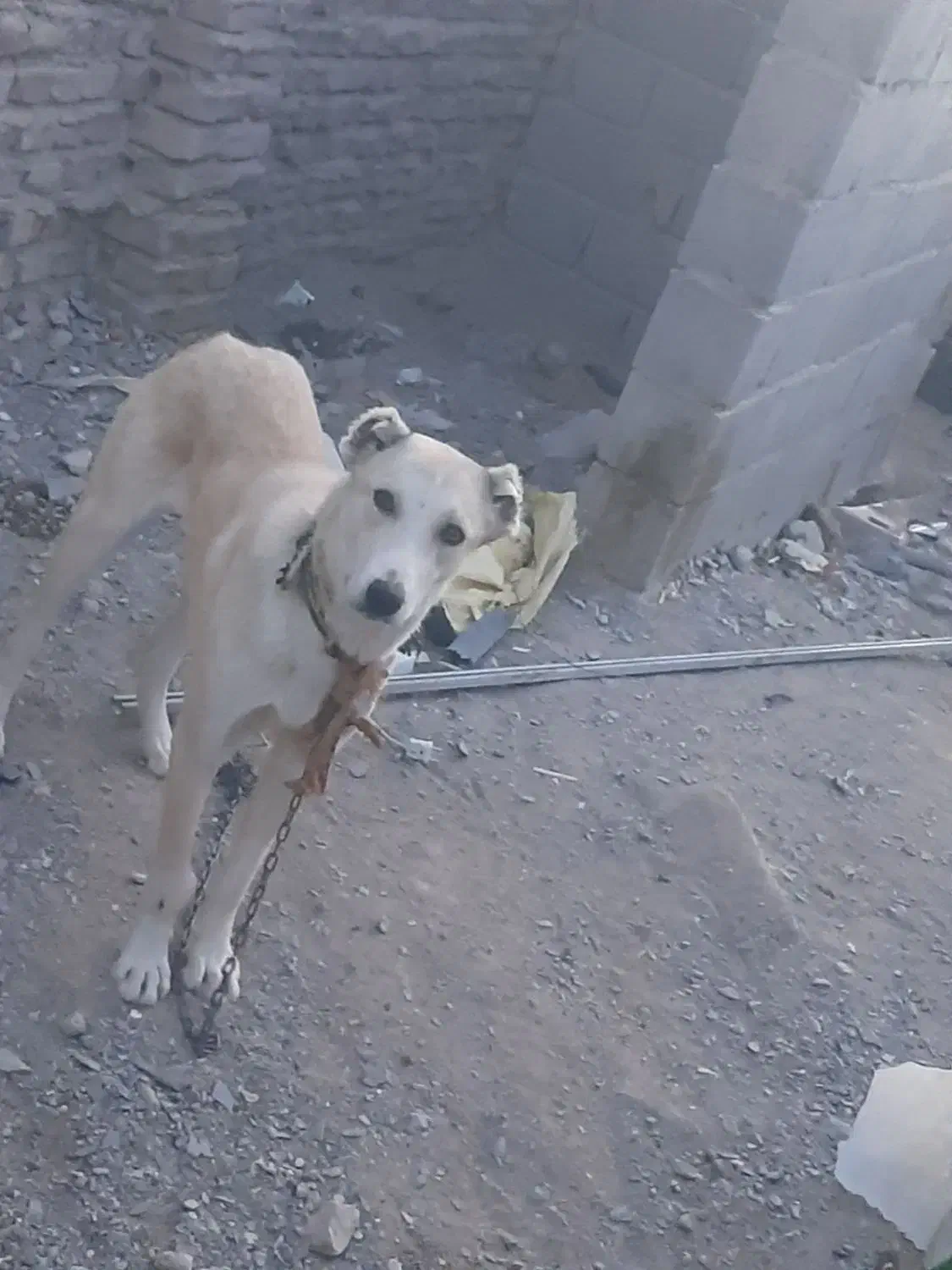 سگ افغانی|سگ|زاهدان, |دیوار