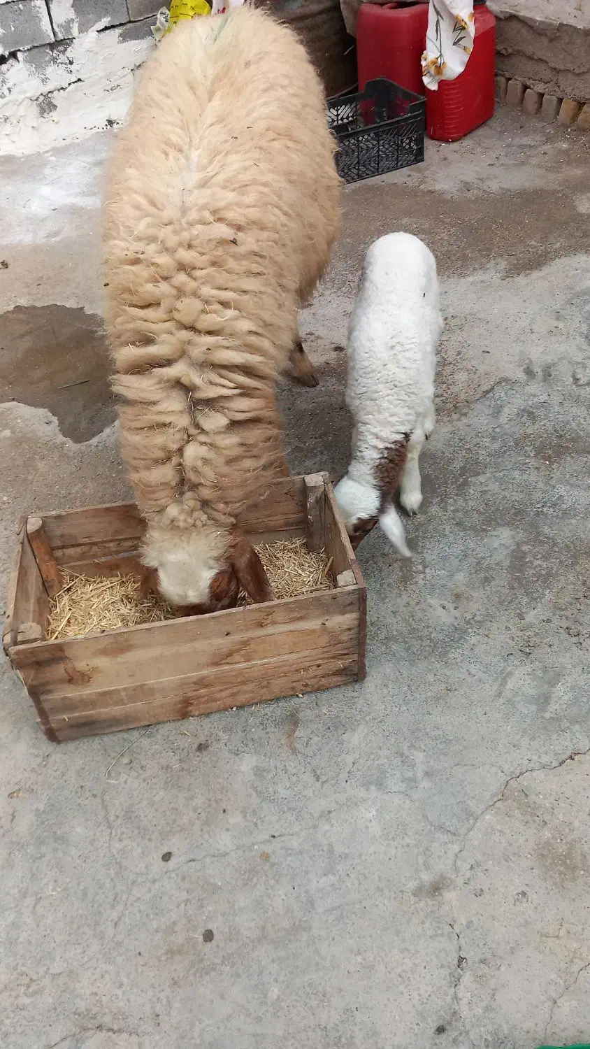 گوسفند مطفل شکم اول زیرش بره نر|حیوانات مزرعه|کارون, |دیوار