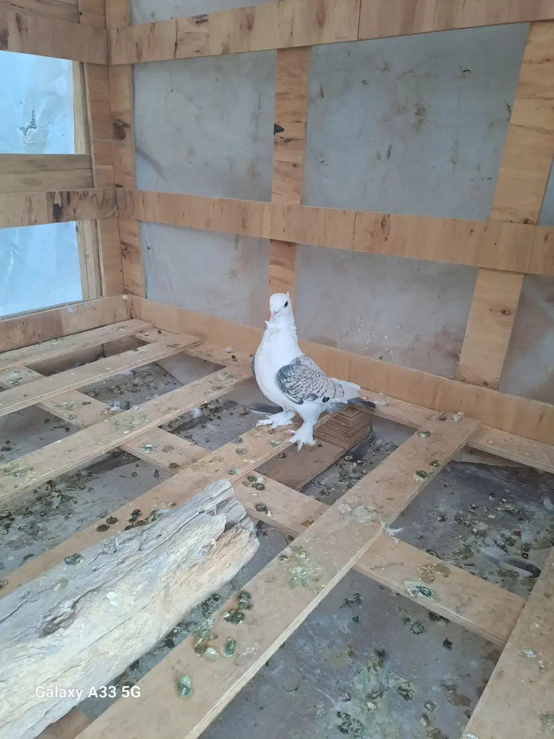 کبوتر|پرنده|شیراز, محراب|دیوار