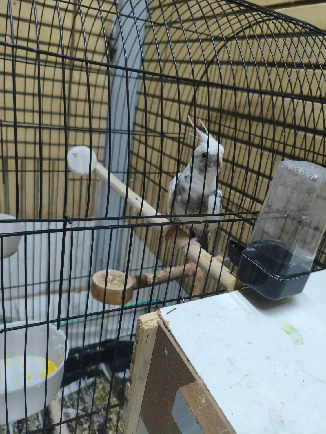 گمشده|حیوانات|شاهینشهر, حافظ شمالی|دیوار