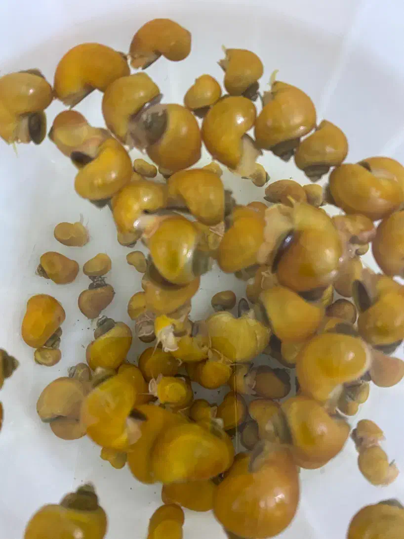 حلزون سیب|ماهی|هشتگرد, فاز ۳ مهستان|دیوار