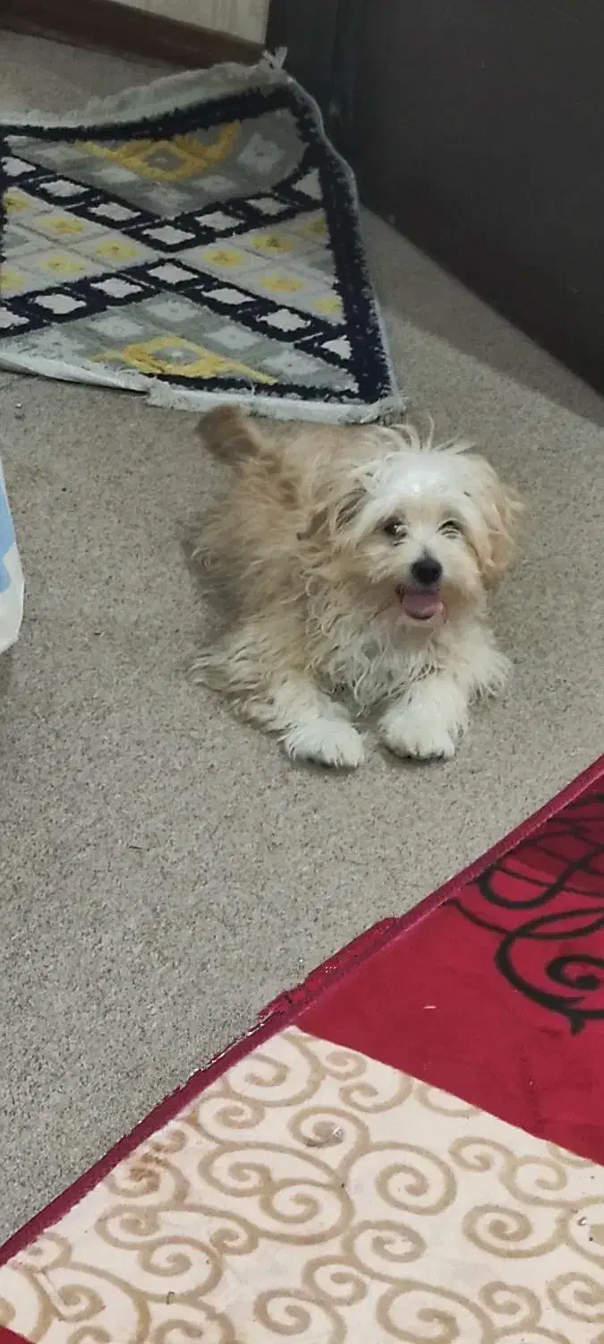 سگ عروسکی|سگ|شیراز, بعثت|دیوار