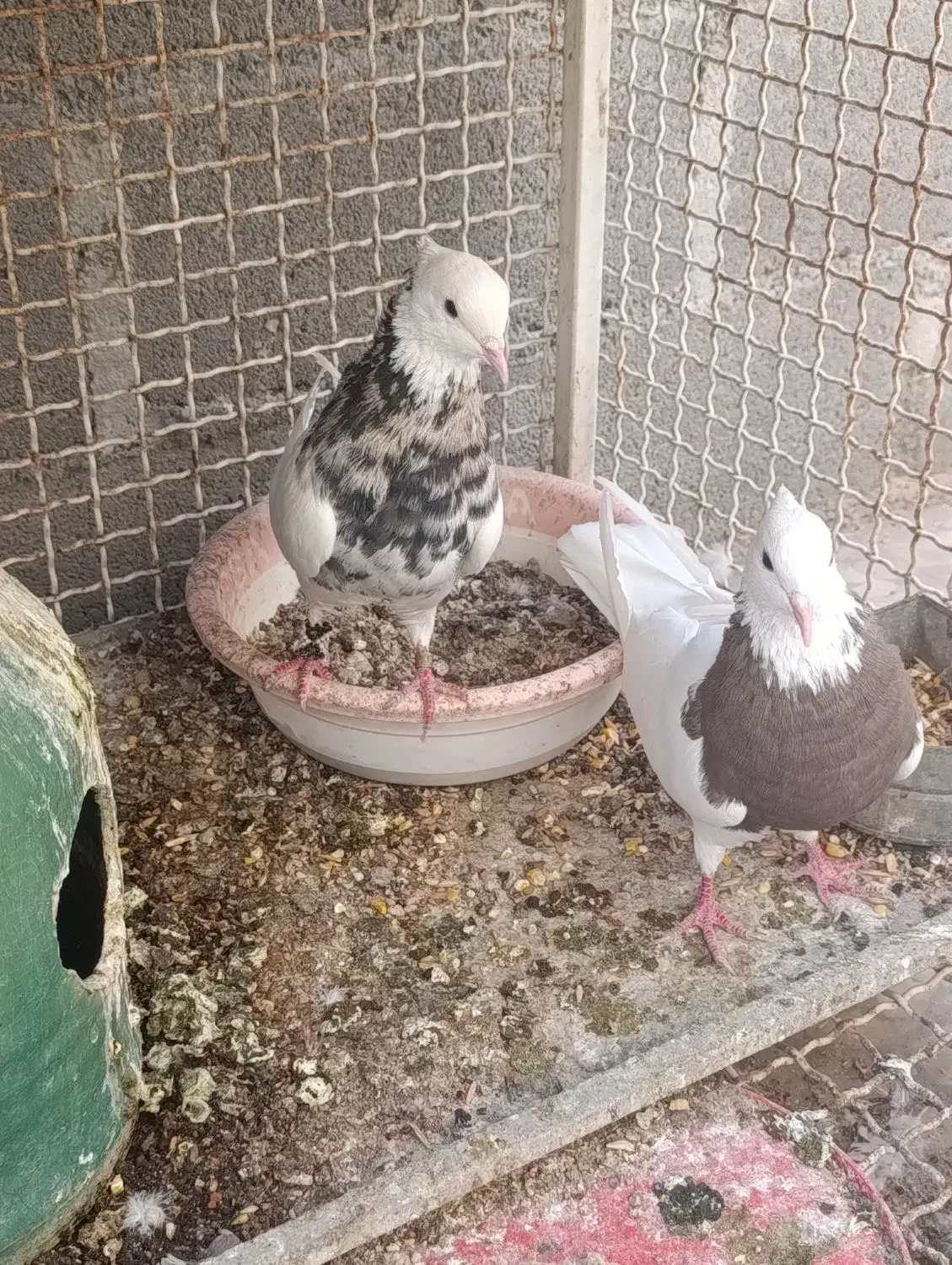 کبوتر رنگی|پرنده|گله دار, |دیوار