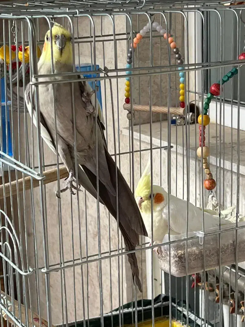 طوطی|پرنده|کرمان, |دیوار