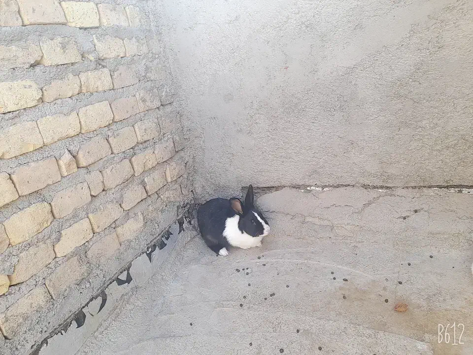 دو عدد خرگوش خیلی خوشگل|موش و خرگوش|زارچ, |دیوار