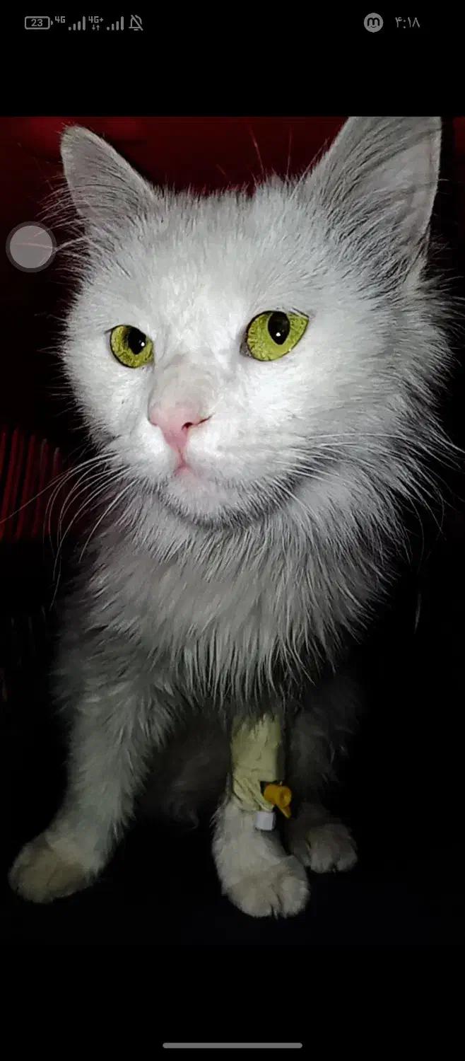 گربه پرشین معاوضه هم دارم|گربه|بم, |دیوار