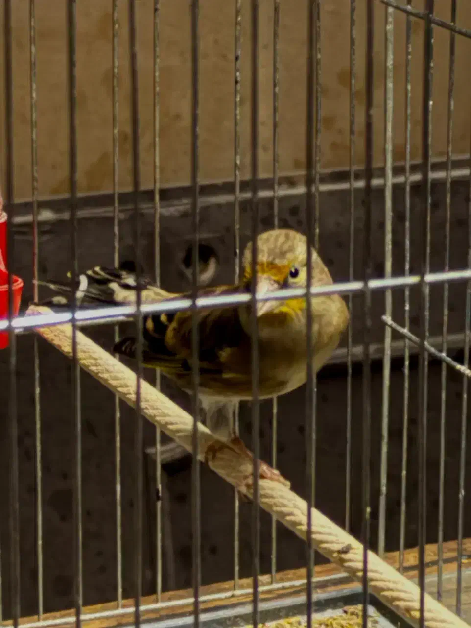 سهره قناری نر|پرنده|قزوین, |دیوار