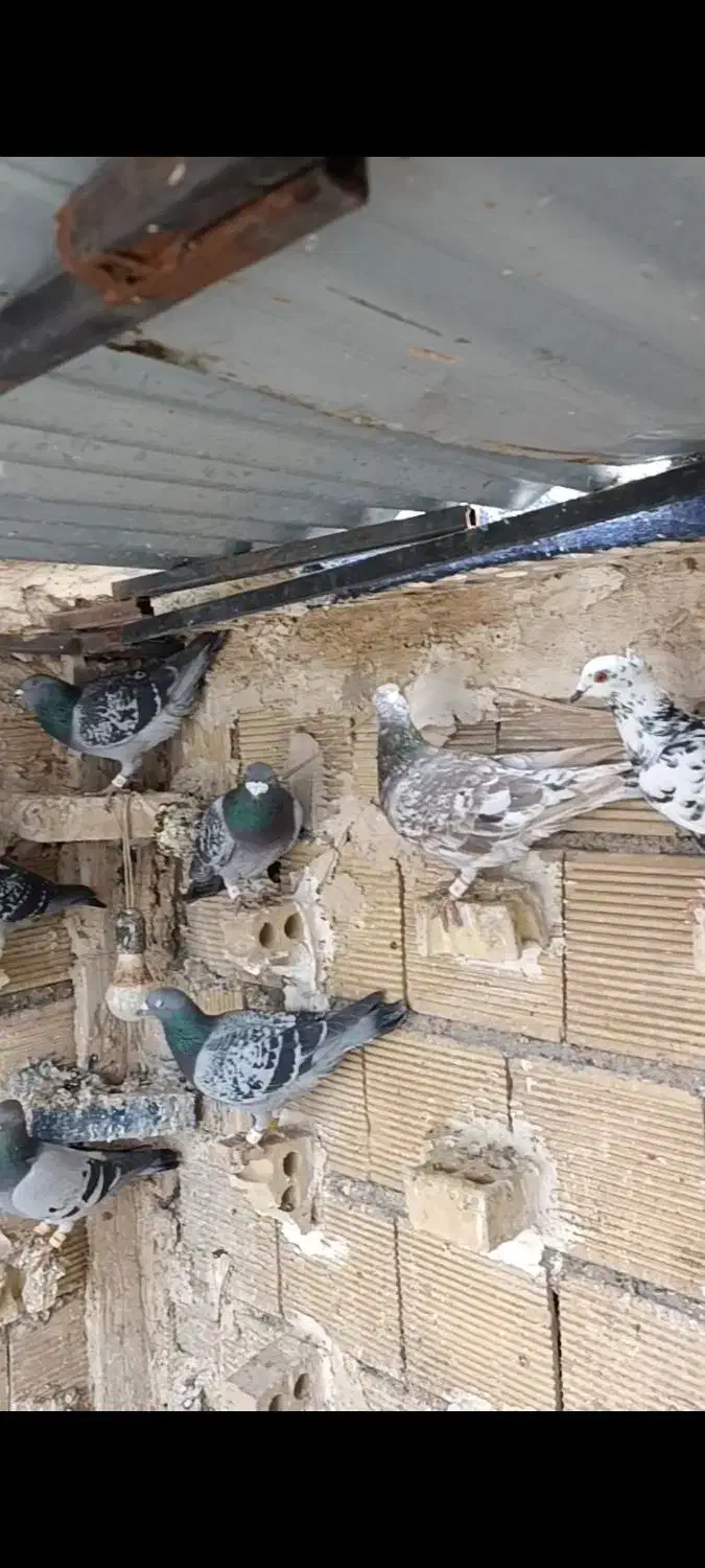 دورگ و پلاکی|پرنده|اهواز, امانیه|دیوار