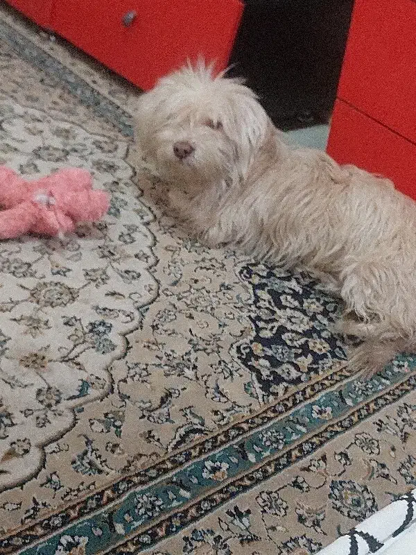 سگ رایگان|سگ|شهر ری, سیزده آبان|دیوار