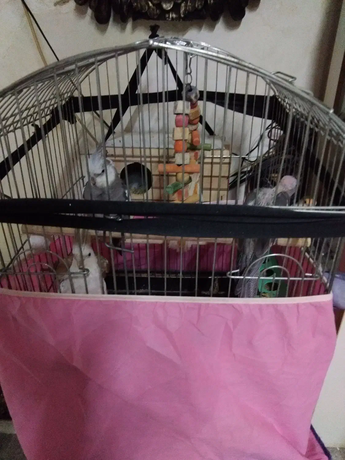 عروس هلندی مولد|پرنده|کرج, حصار|دیوار