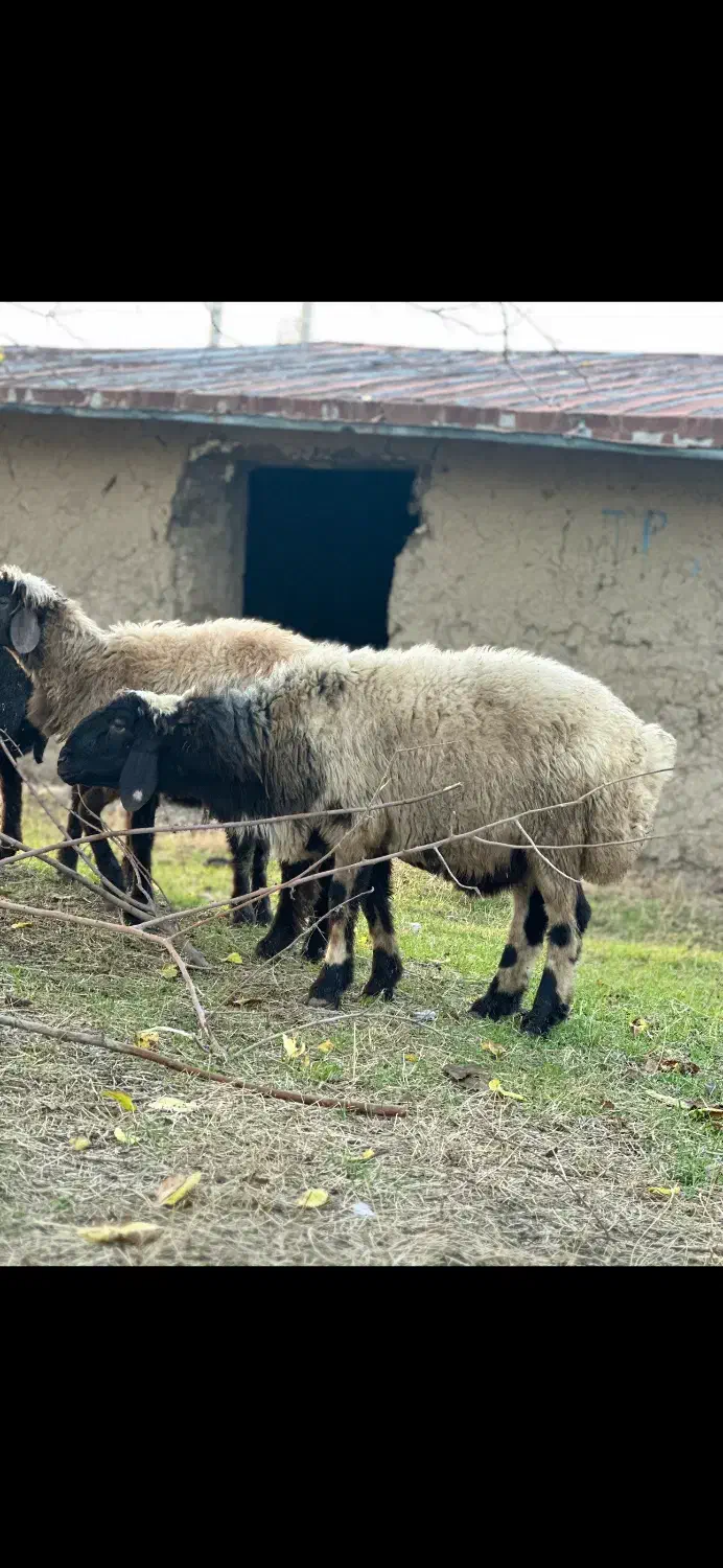 بره قوچی بختیاری ترکمنی|حیوانات مزرعه|گالیکش, |دیوار