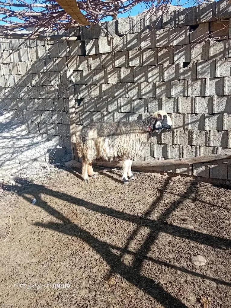 یک راس میش ترکی|حیوانات مزرعه|کوهرنگ, |دیوار