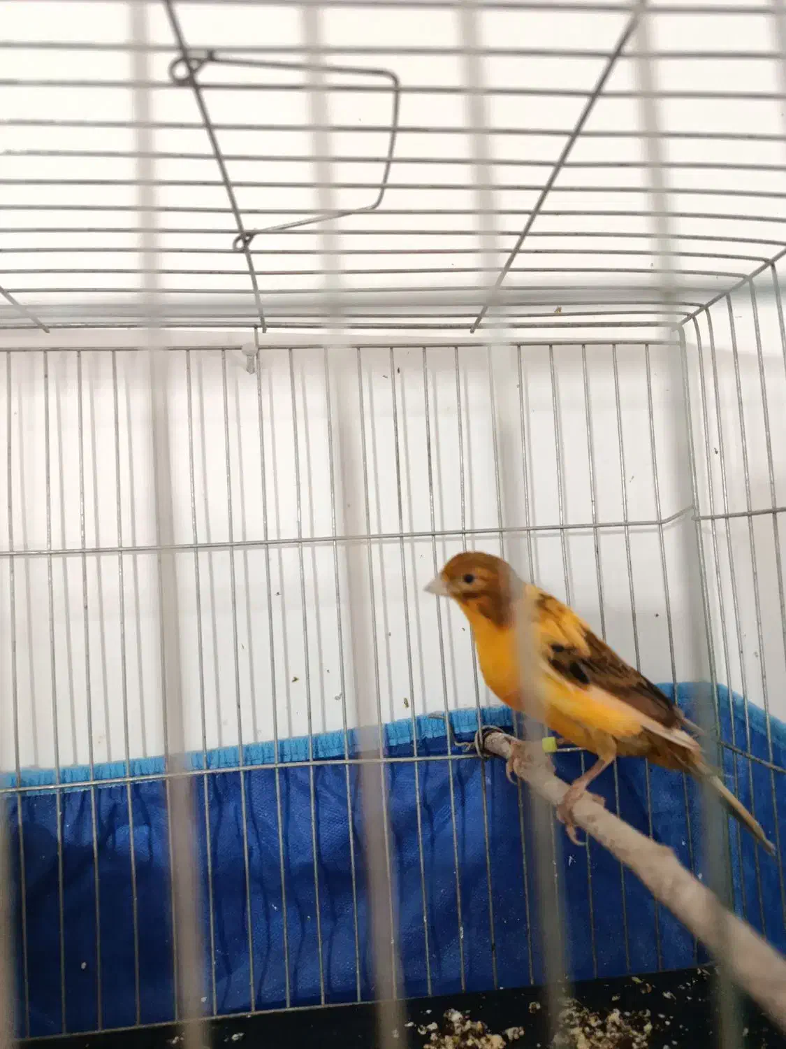 قناری ابلغ لاکی نر|پرنده|شیراز, کوشک میدان|دیوار