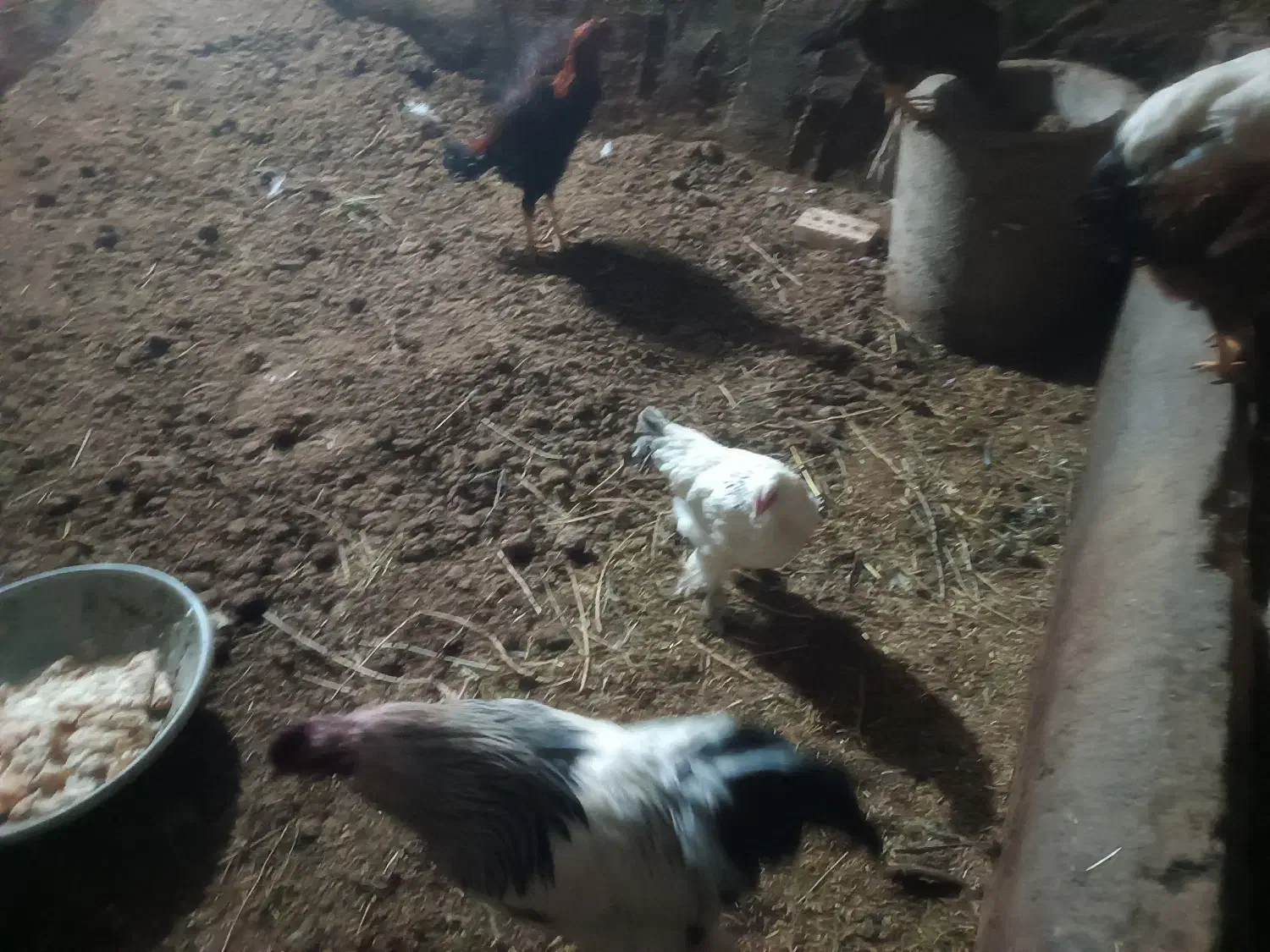 مرغ وخروس|حیوانات مزرعه|مرند, |دیوار