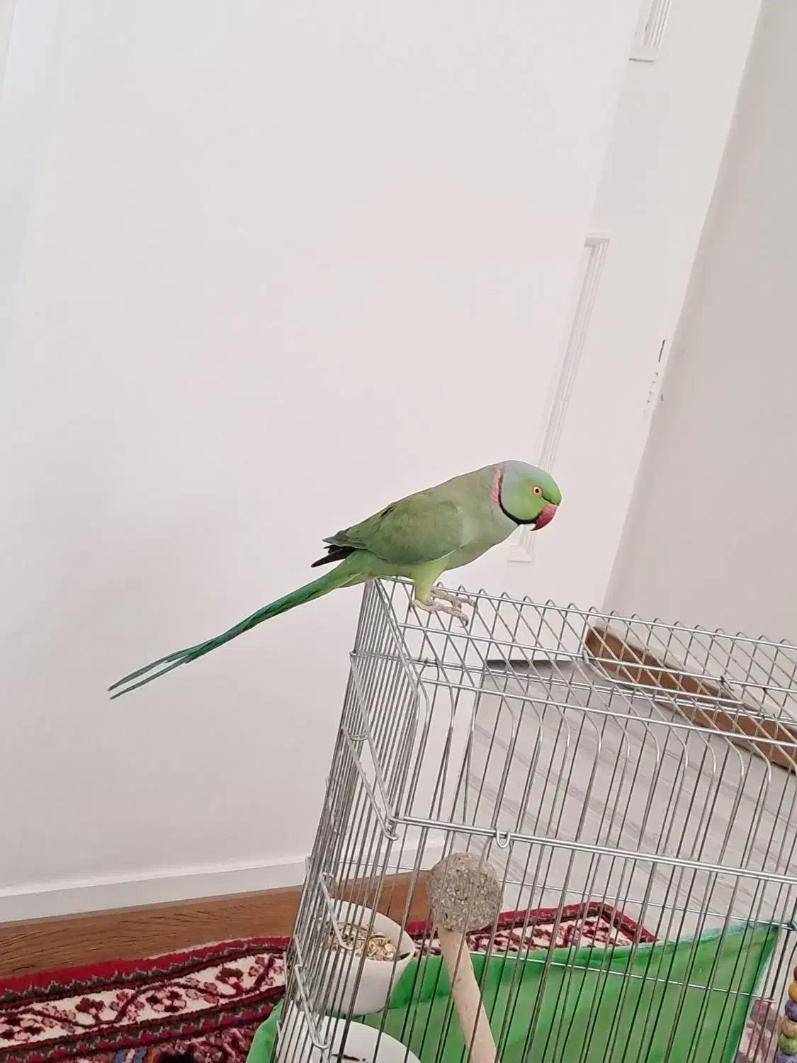 طوطی ملنگو فوق دستی حرف زن|پرنده|اصفهان, شهرک کاوه|دیوار