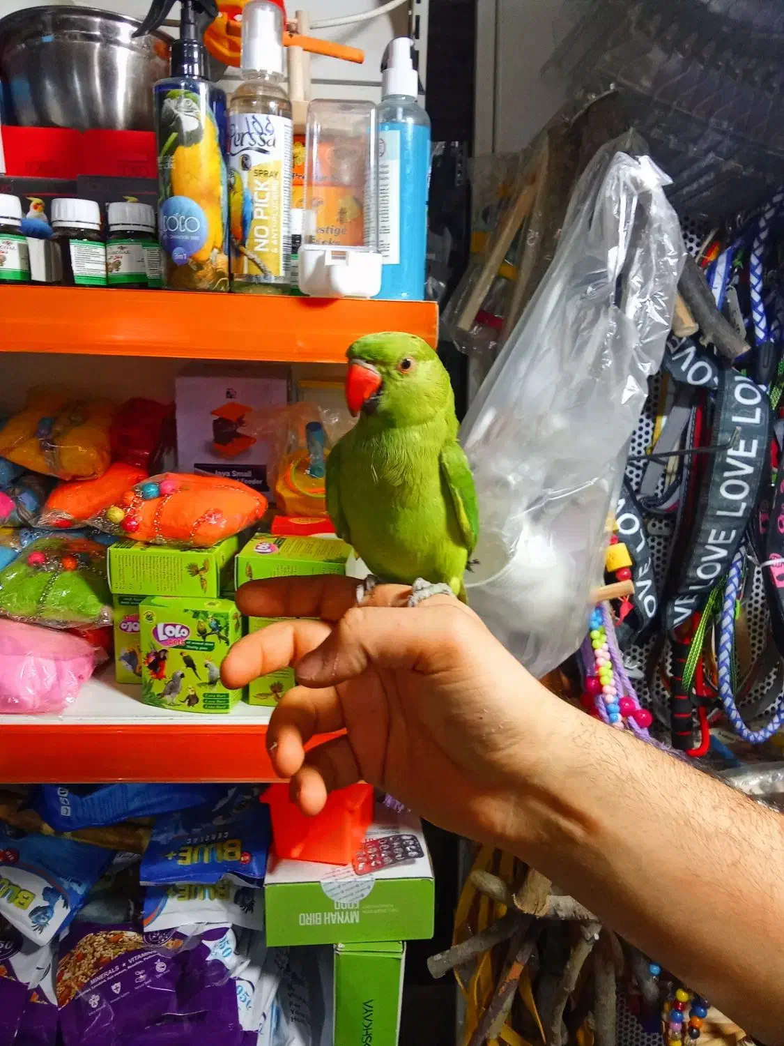 ملنگو نر رام دستی سخنگو|پرنده|تهران, جیحون|دیوار