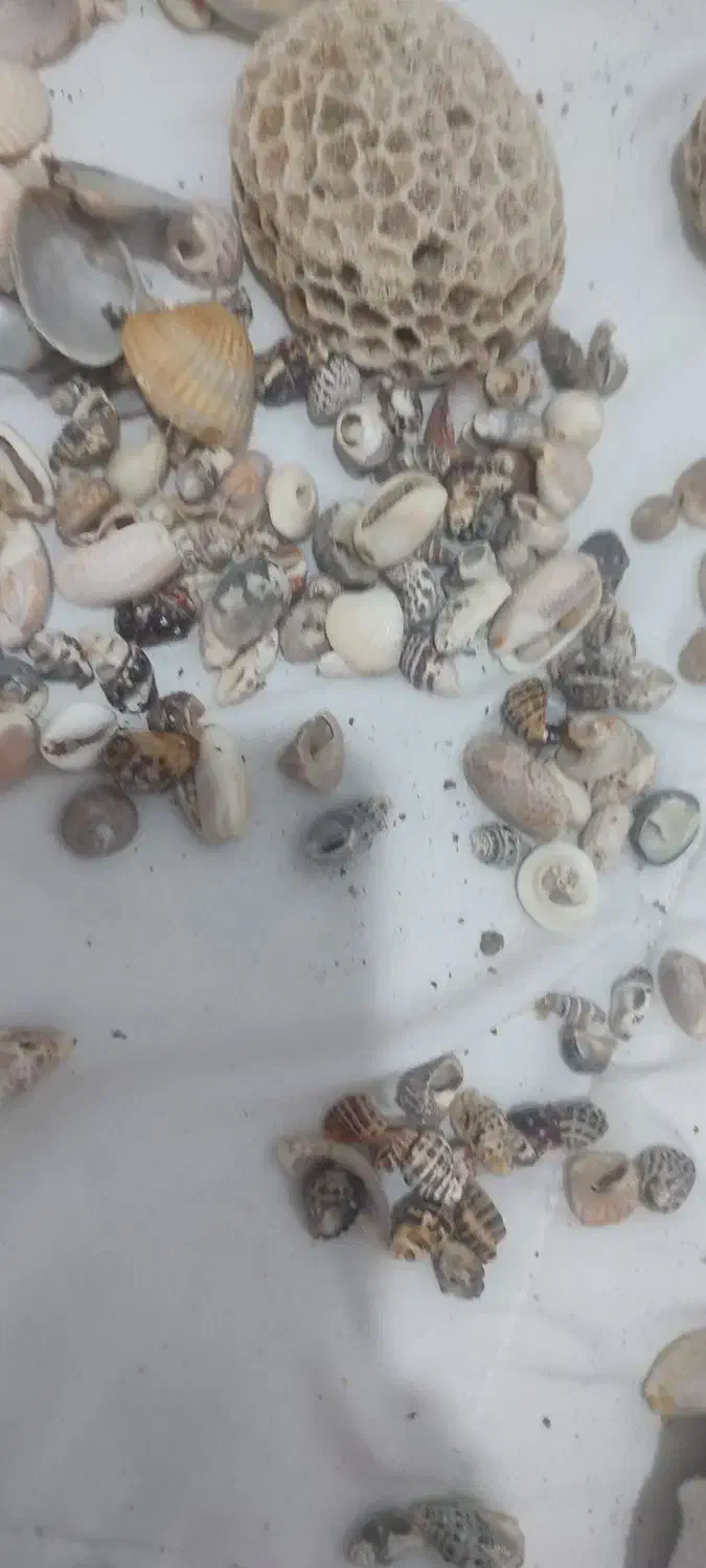 لوازم آکواریوم گوش ماهی صدف سنگ مرجان|ماهی|مشهد, جاهد شهر|دیوار