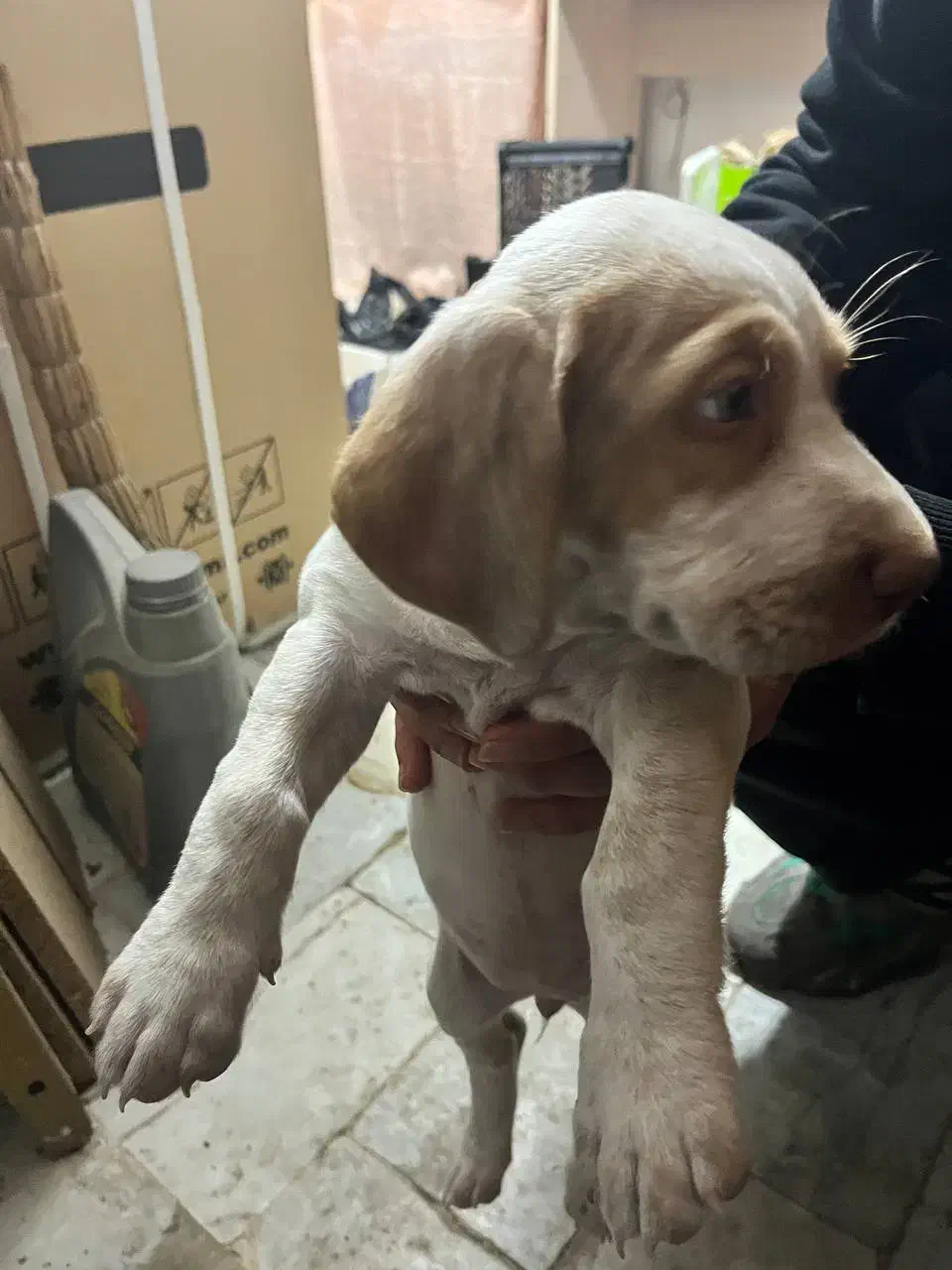 واگذاری سگ پوینتر شکاری المانی|سگ|قائم‌شهر, |دیوار