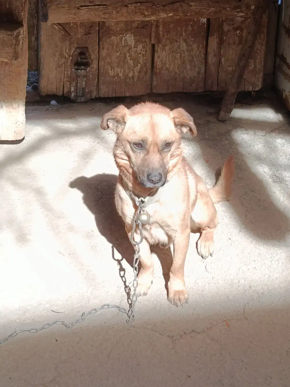 سگ پاکوتاه|سگ|خوانسار, |دیوار