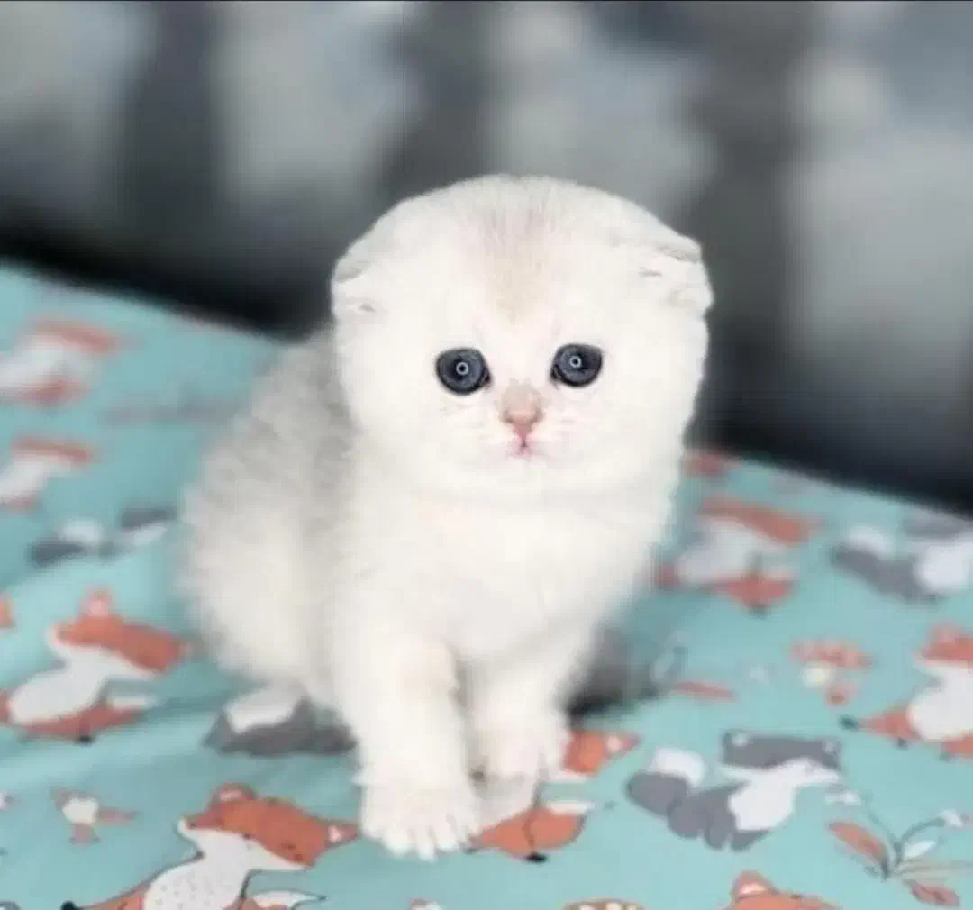 شهر گربه خاص بامزه ( بریتیش پرشین اسکاتیش )|گربه|کرمانشاه, |دیوار