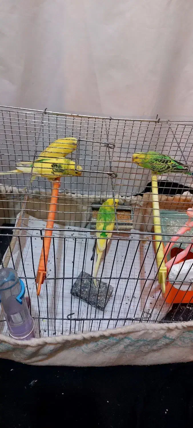 مرغ عشق|پرنده|اردبیل, |دیوار