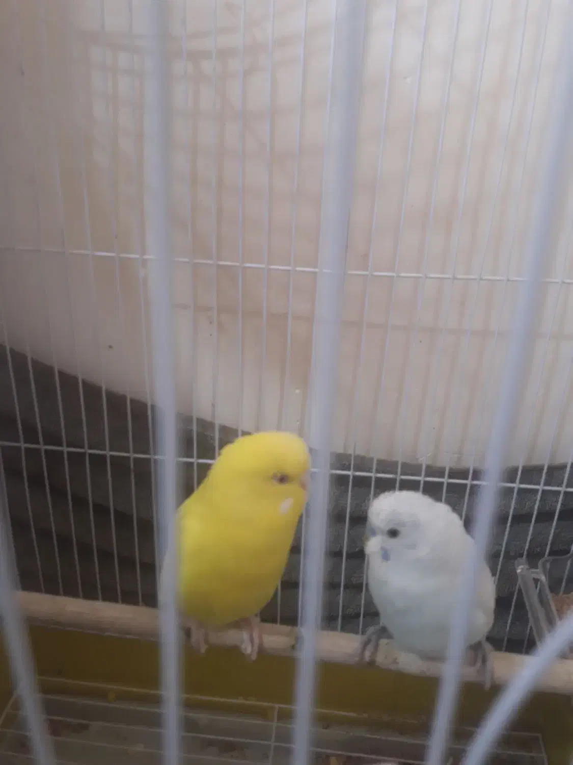 باسلام یک جفت مرغ عشق سرحال شیطون به فروش میرسد|پرنده|ساری, |دیوار